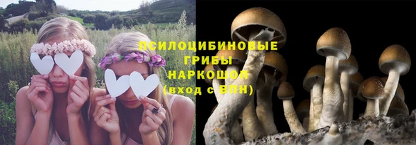 прущие грибы Арсеньев
